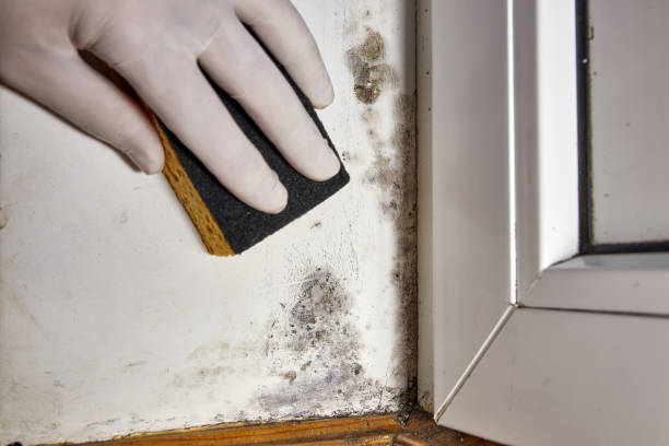 Forensic Mold Investigation in Rancho Mission Viejo, CA